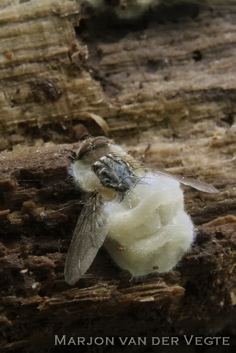 Empusa muscae - Entomophthora muscae